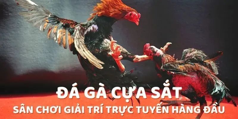 Quy định luật đá gà cựa sắt người chơi cần tuân thủ