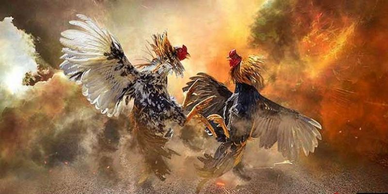 Chiến kê tung đòn giữa không trung