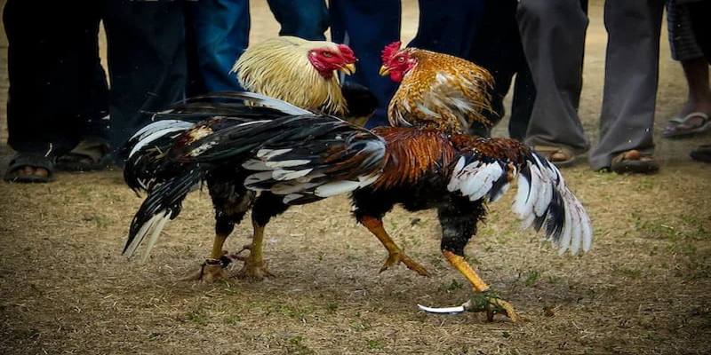 Trọng tài kiểm tra chiến kê trước khi ra sân